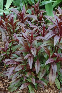 image_5 Penstemon Digitalis Mystica (1131)